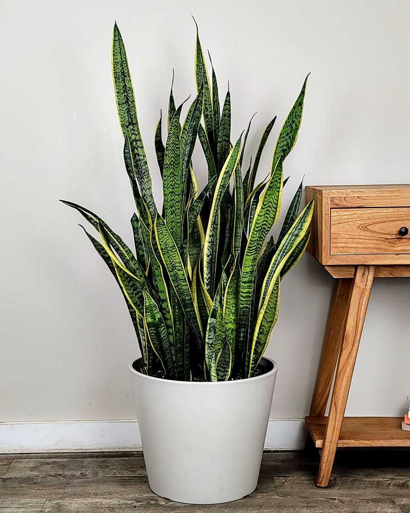 North Carolina's Central Heat In Winter Dries The Air And Actually Suits This Plant
