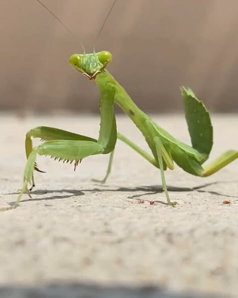 One Mantis Will Not Solve Your Pest Problems