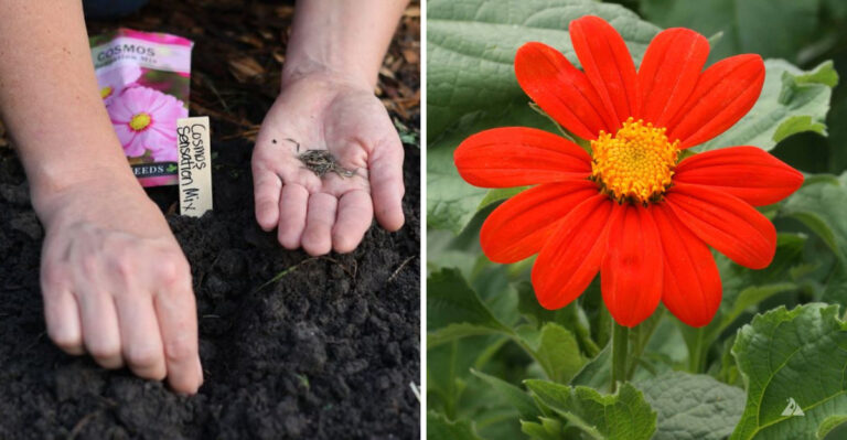 North Carolina Annuals To Direct Sow In April Before Summer Heat