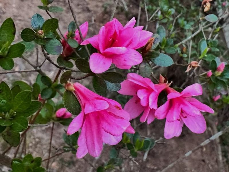 Encore Azaleas Keep The Spring Show Going Strong