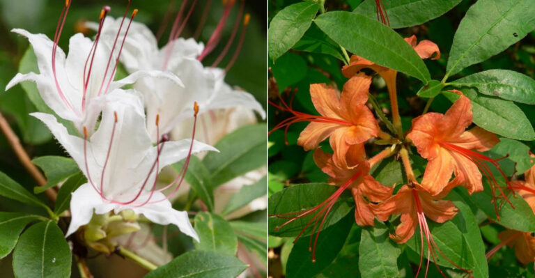 North Carolina Azaleas That Keep Blooming Past April