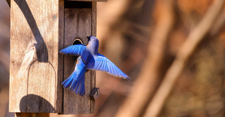 bluebird flying to box