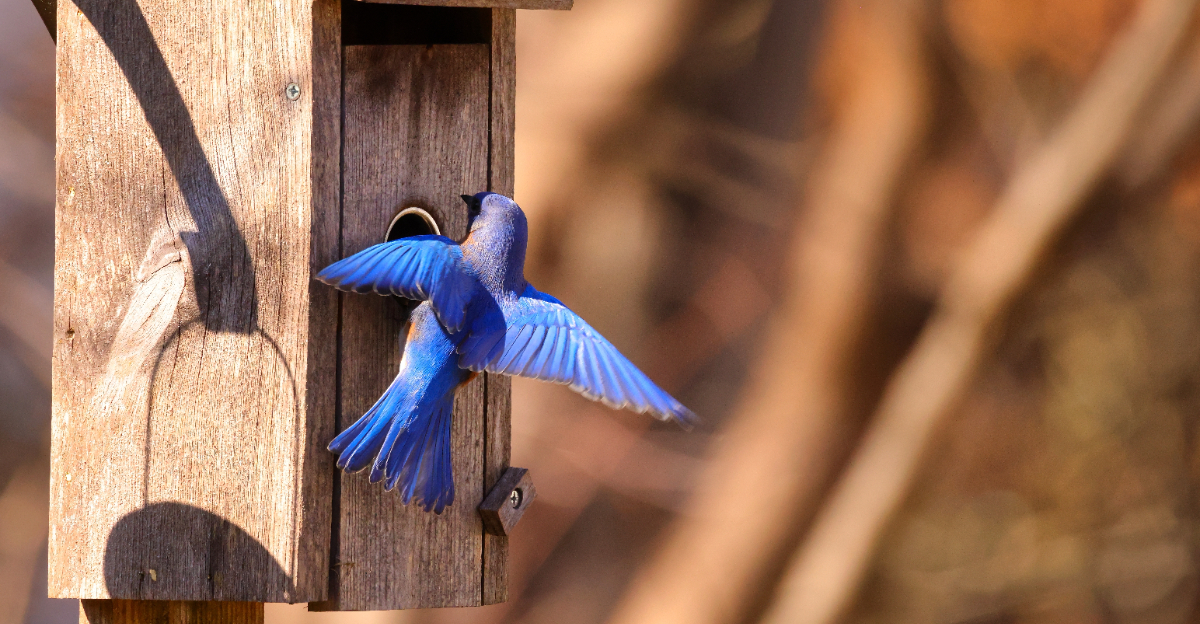 bluebird flying to box