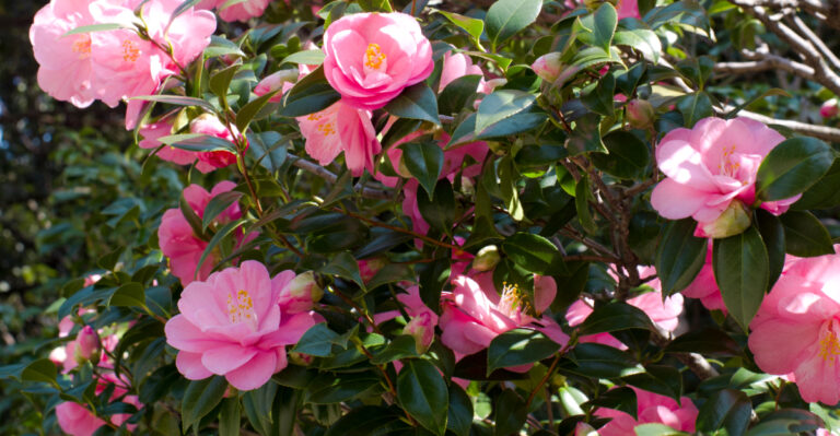 pink camellias
