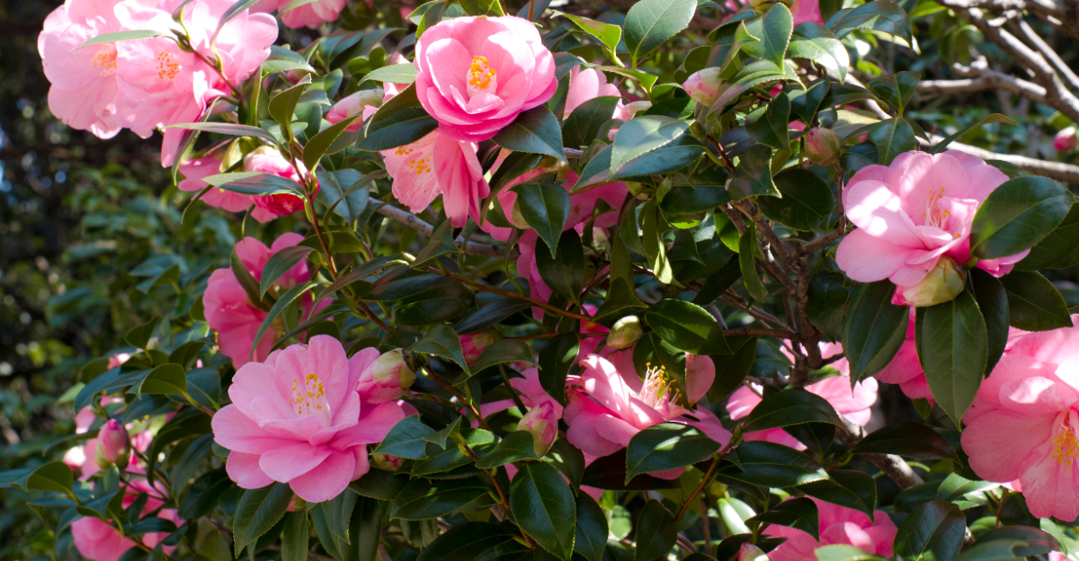 pink camellias