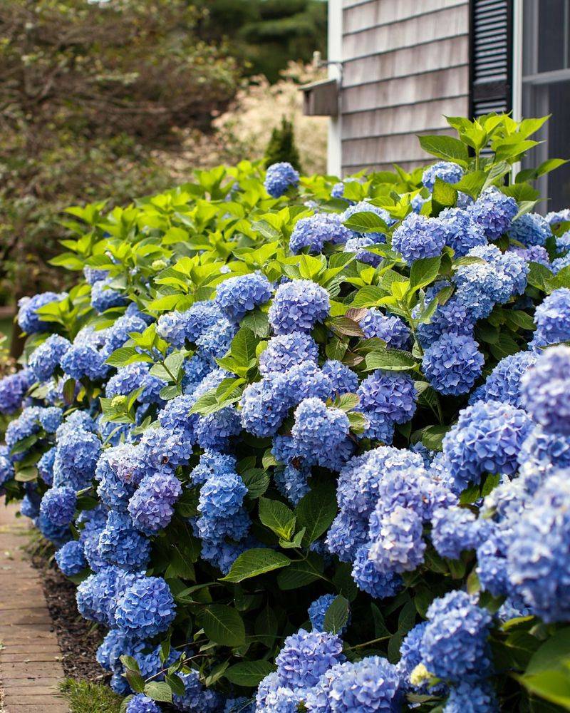 Adding Aluminum Sulfate Encourages Blue Flower Color