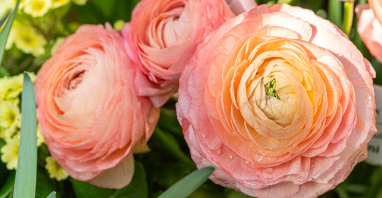 North Carolina Gardeners Can’t Help Falling In Love With Ranunculus – Here’s How To Grow Them