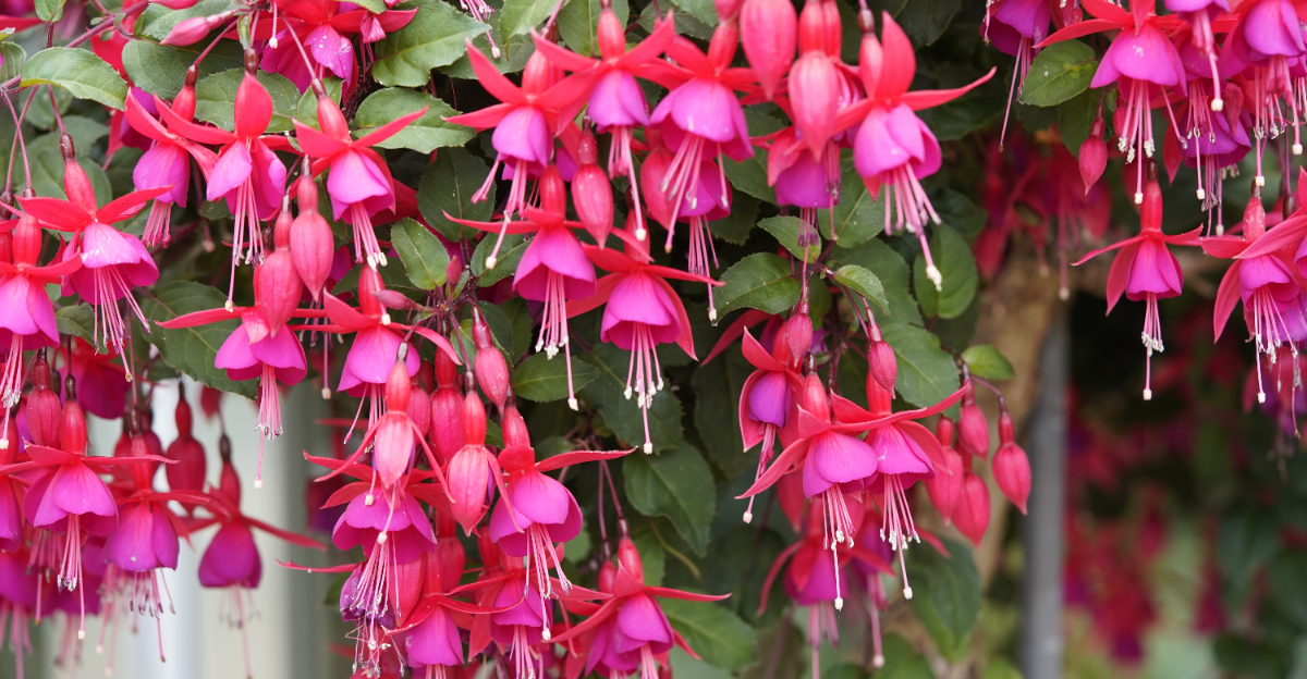 fuchsia