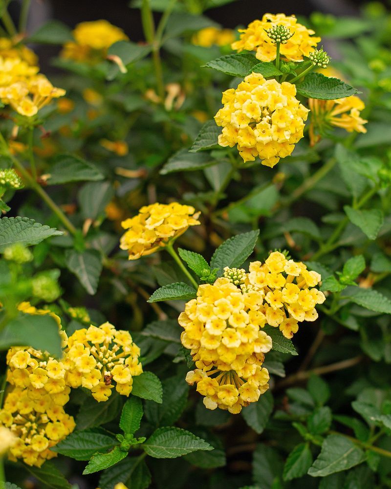 Remove Spent Blooms Regularly To Keep The Flowers Coming