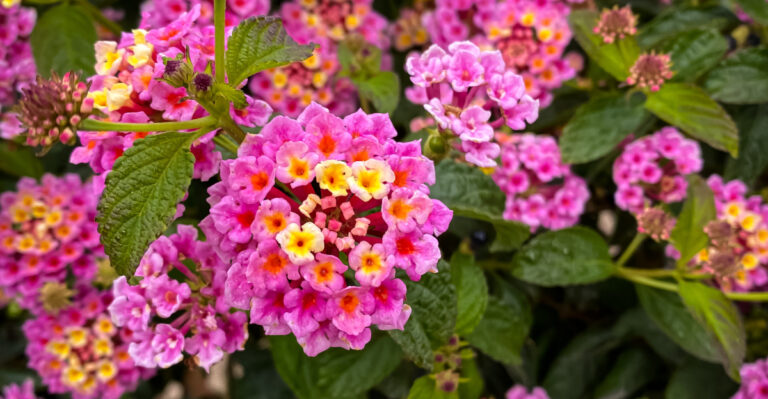 colorful lantana