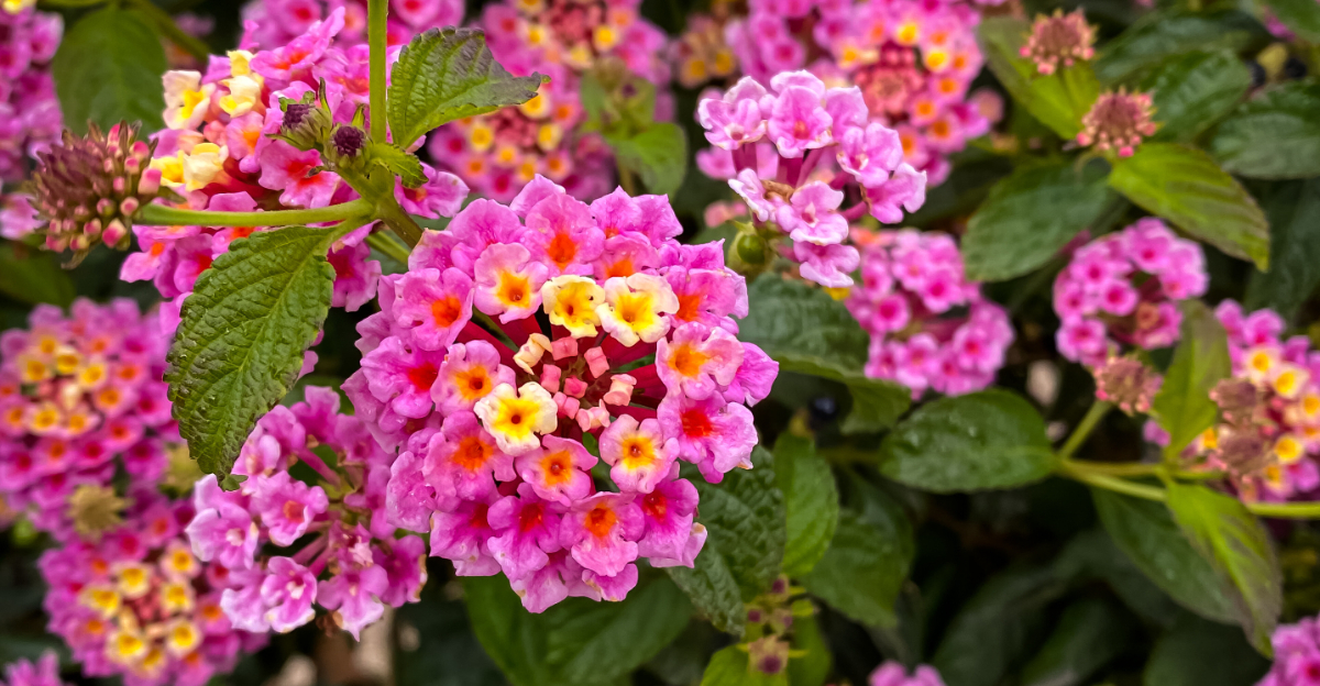 colorful lantana