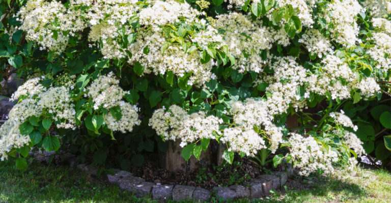 North Carolina Hydrangeas That Bloom Even In Dry April Conditions