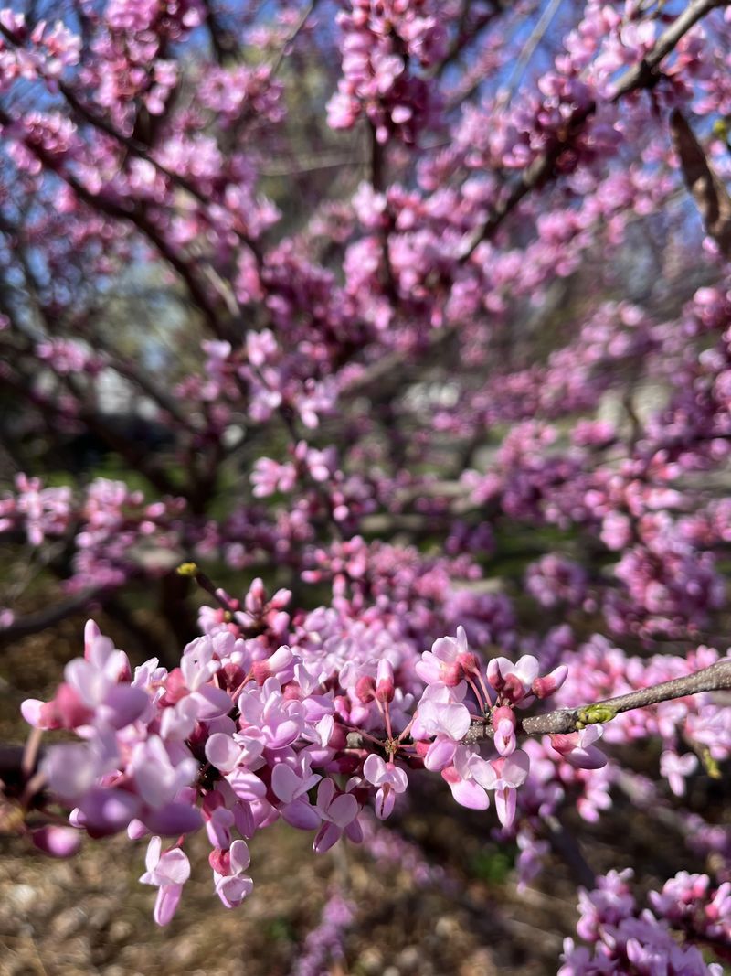 Plant Native Trees For Shade And Long-Term Structure