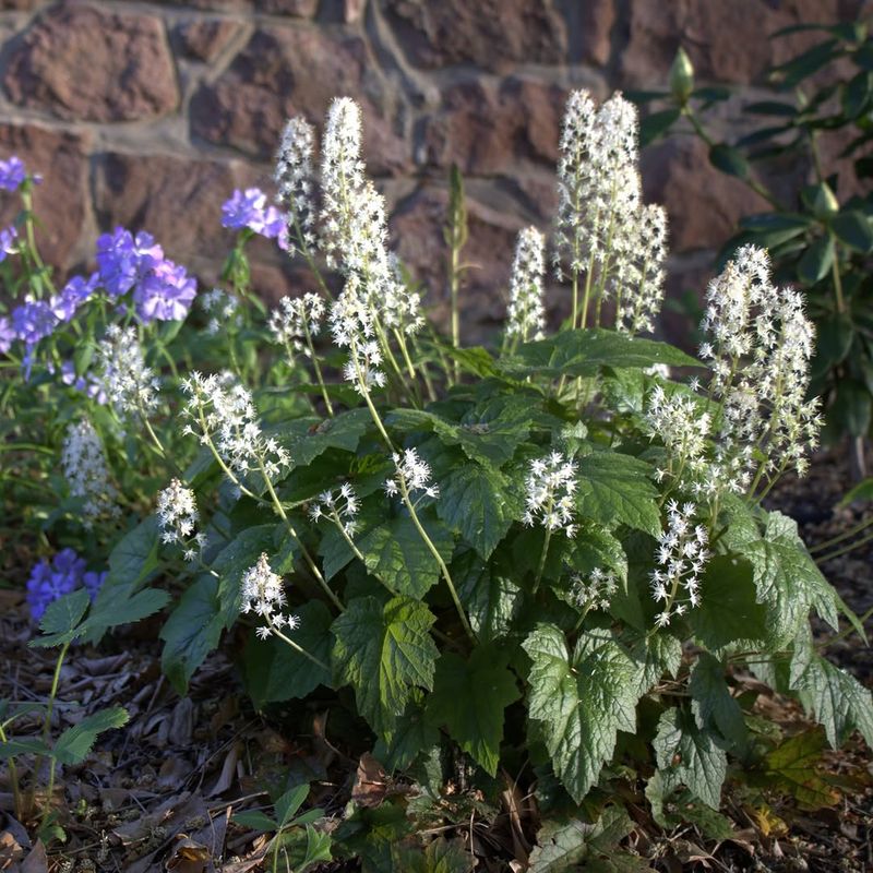 Foamflower (Tiarella Cordifolia)