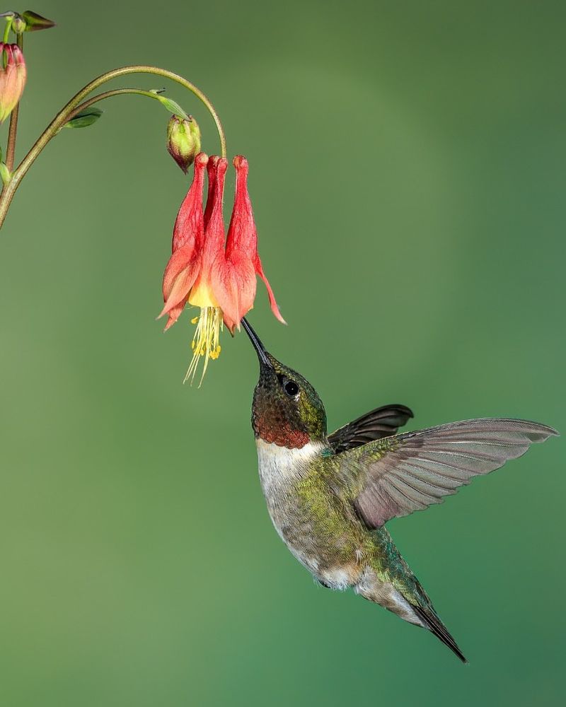 Wild Columbine (Aquilegia canadensis)