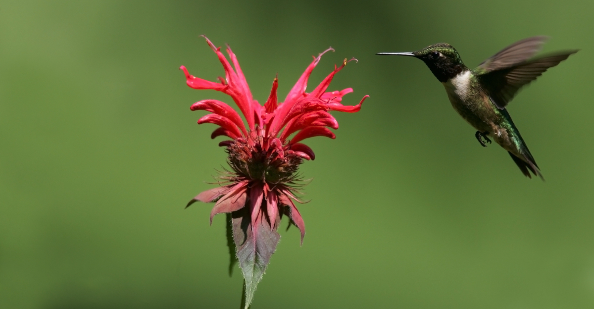 hummingbird coming to bee balm