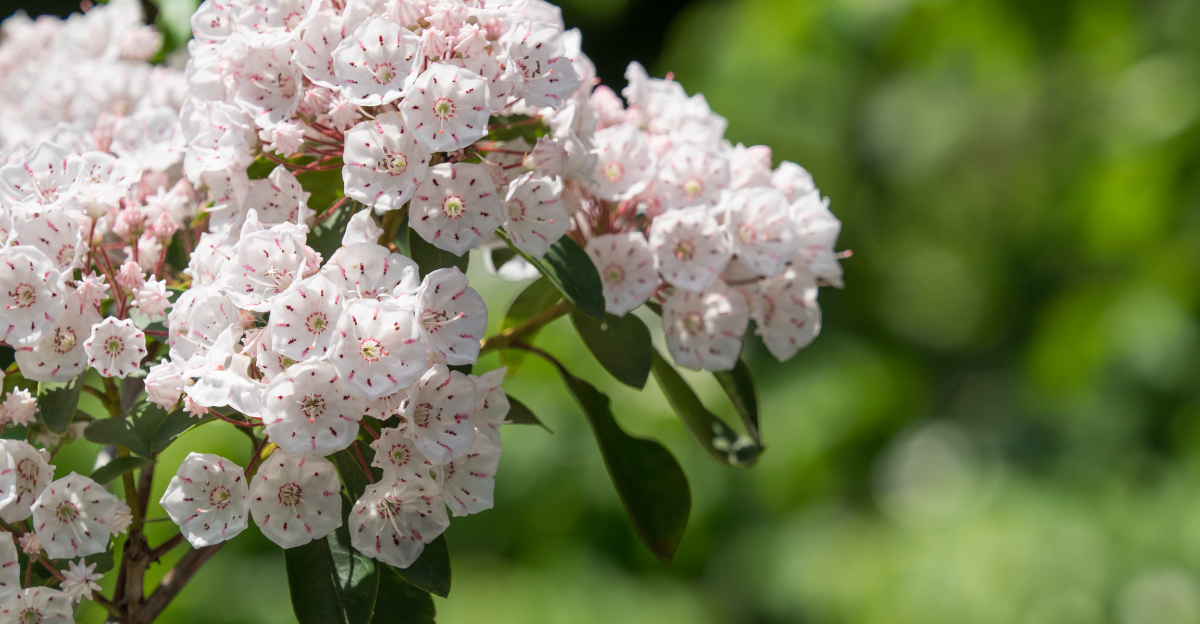 mountain laurel
