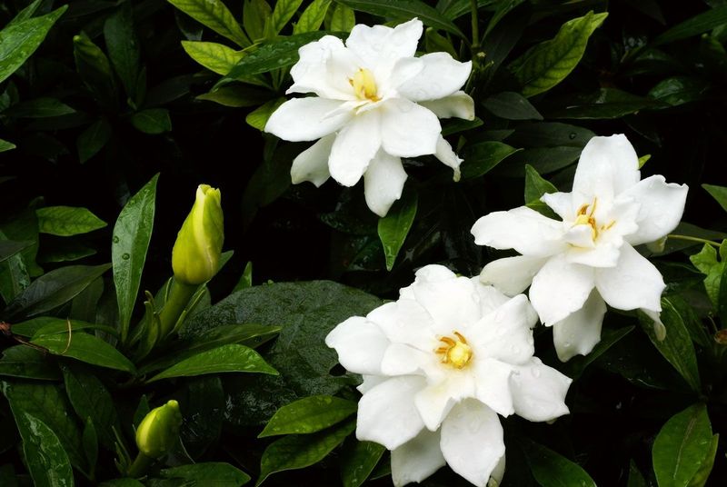 Gardenia Rewards Spring Feeding With Richer Blooms
