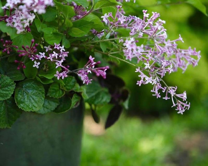 Bloomerang Lilac Gets Set For Another Round Of Color