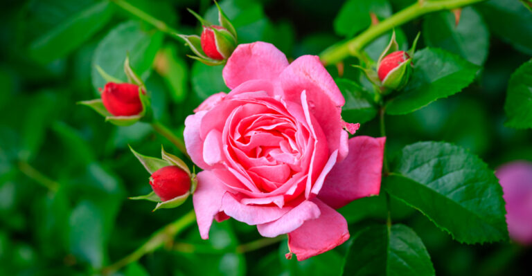 North Carolina Shrubs That Need Feeding In April To Bloom Better