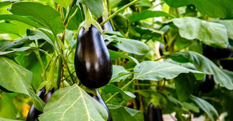 North Carolina Vegetables You Can Plant In April For Summer Harvest