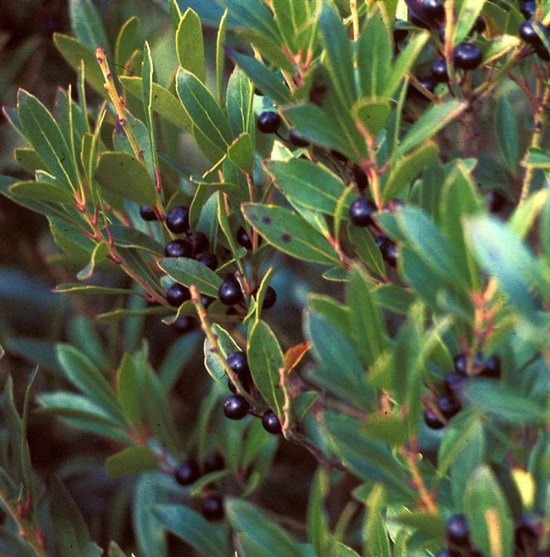 Inkberry Holly (Ilex glabra)