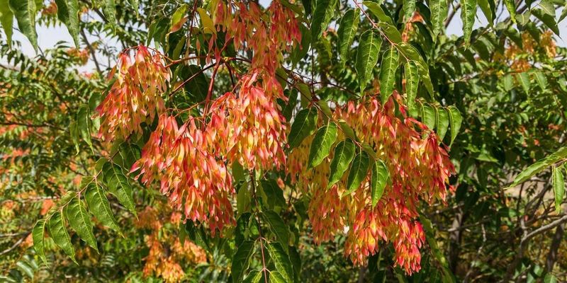 Tree Of Heaven (Ailanthus altissima)