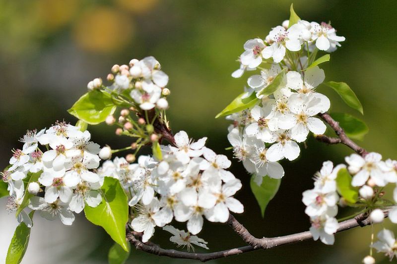 Callery Pear Escapes Yards And Takes Over Open Spaces