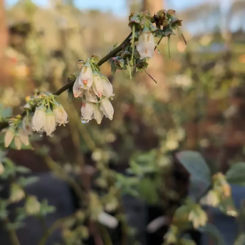 Timing Of Bloom Matters Across Different Parts Of Michigan