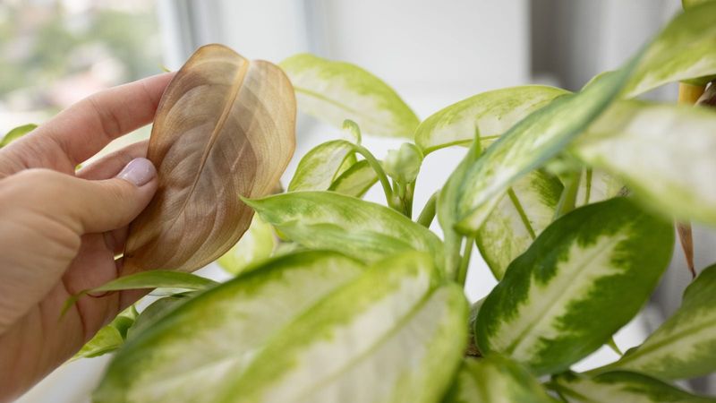 Overwatering In Cooler Conditions
