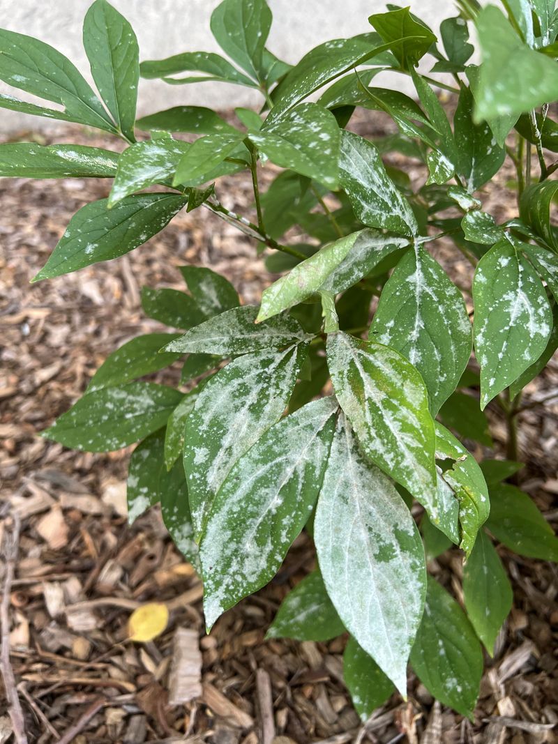 Poor Air Circulation