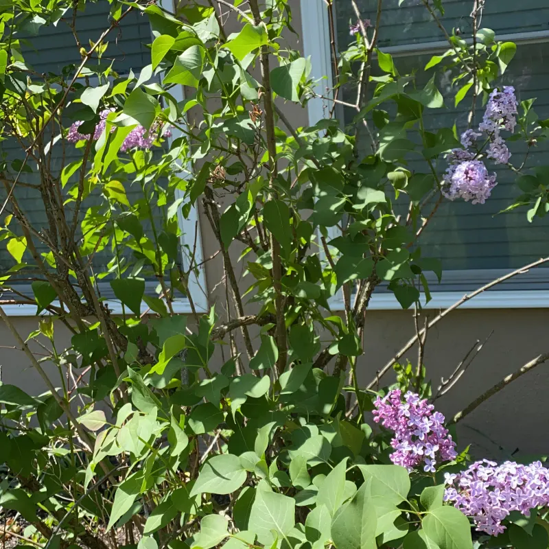 Too Much Heat Stress