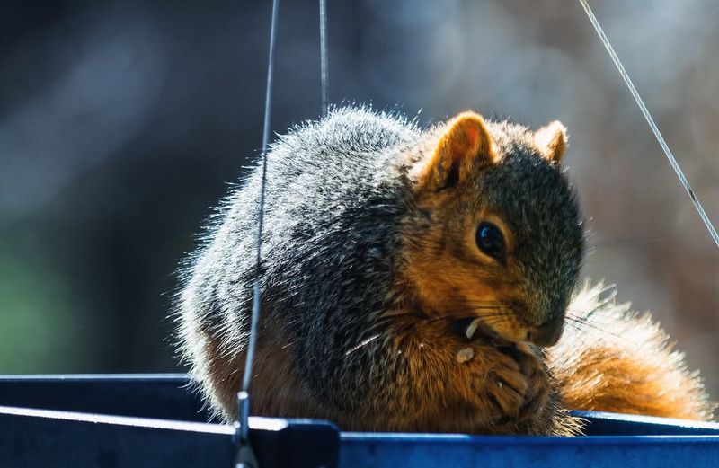 Oregon Yards Feed Them Well