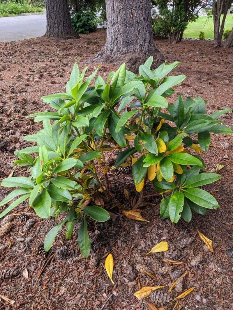 A Soil Test Can Help Confirm What Is Really Going On