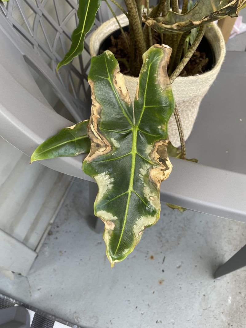 Placing In Direct Harsh Sunlight