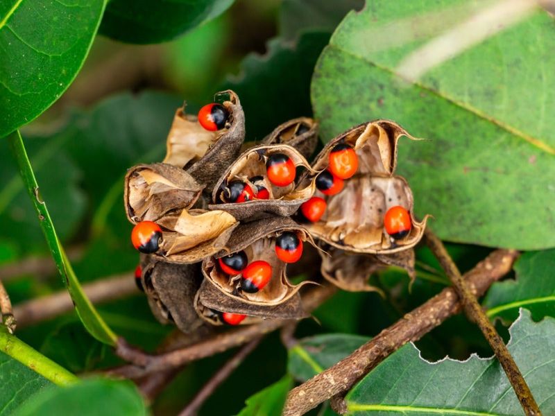 Identify Rosary Pea By Its Bright Red Seeds