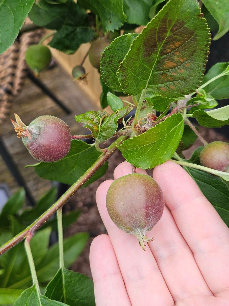 Thin Fruit After Natural Drop