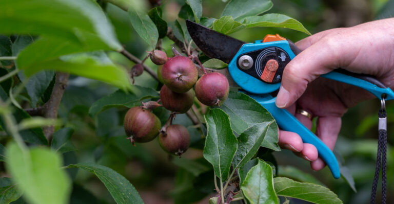 Now Is The Time To Thin Oregon Fruit Trees For Healthier Fruit (This Is How To Do It)