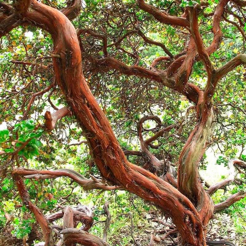 Manzanita With Berries And Protective Structure