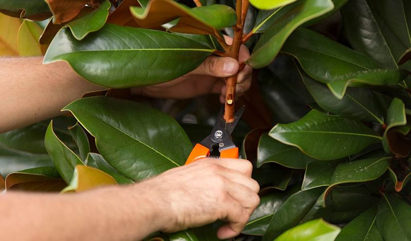 Magnolia Pruning In April Can Reduce Seasonal Blooms