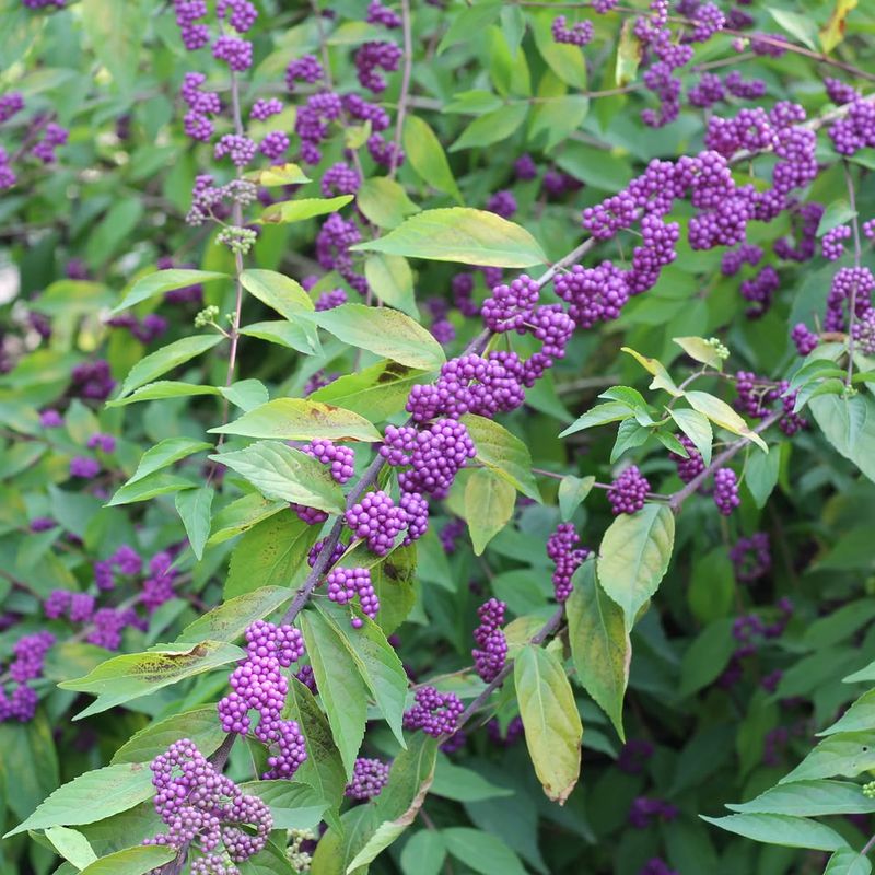 American Beautyberry Fills Gaps With Thick Growth