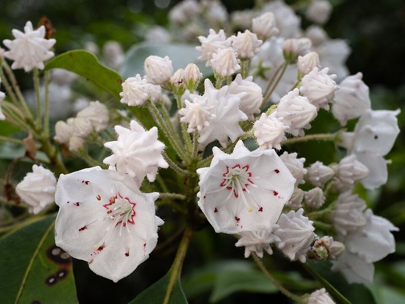 Mountain Laurel Offers Delicate Woodland Blooms