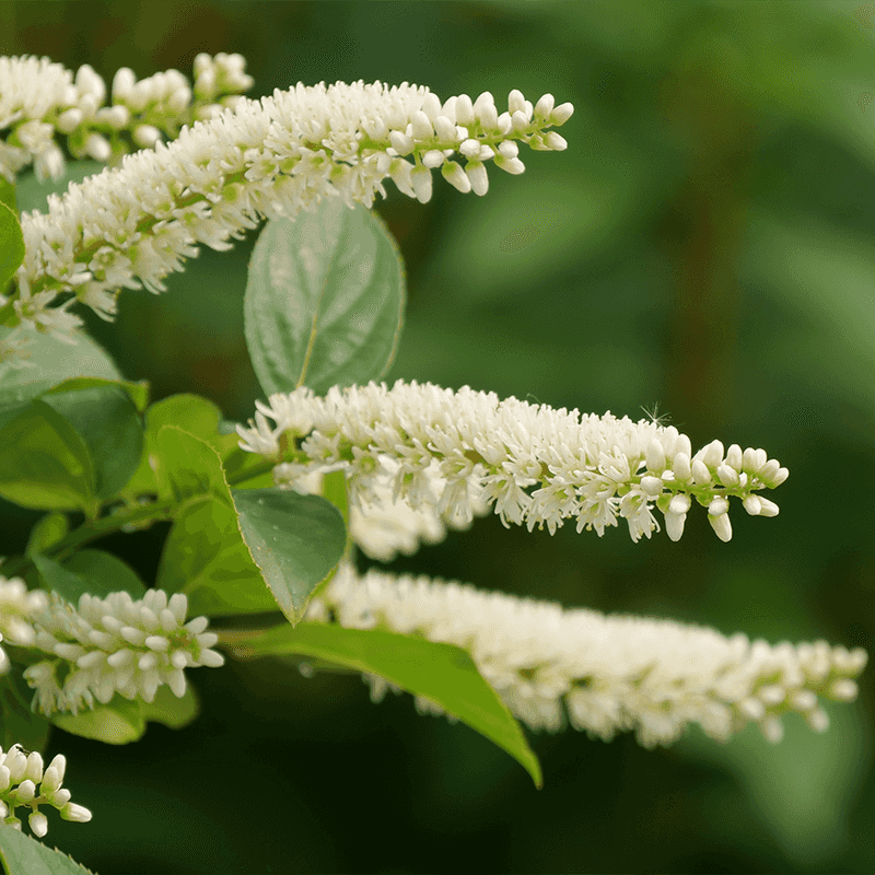 Sweetspire Adds Fragrance And Easy Growth