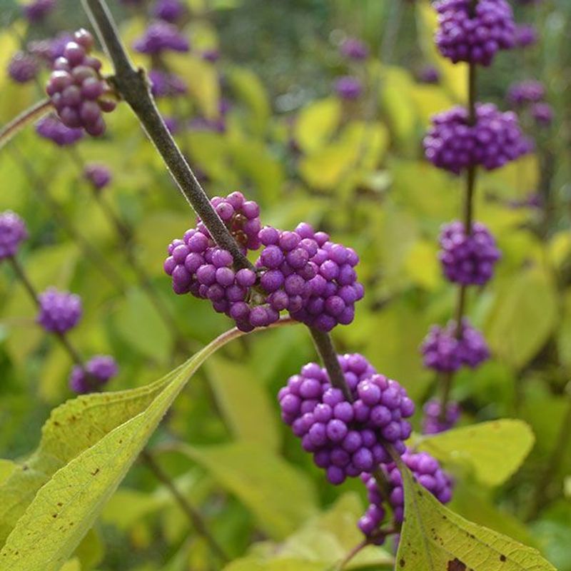 American Beautyberry Adds Bright Berries And Native Charm