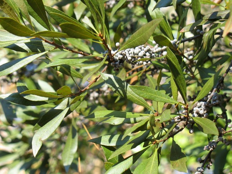 Wax Myrtle Grows Fast And Works Well For Informal Screens