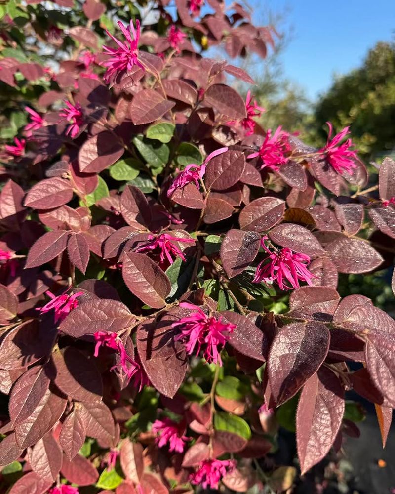 Loropetalum Blooms In Early To Mid Spring