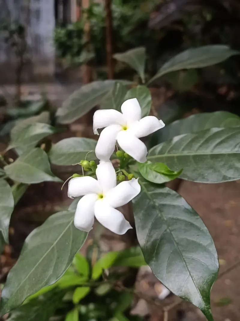 Crepe Jasmine Looks Polished Even Without Full Sun