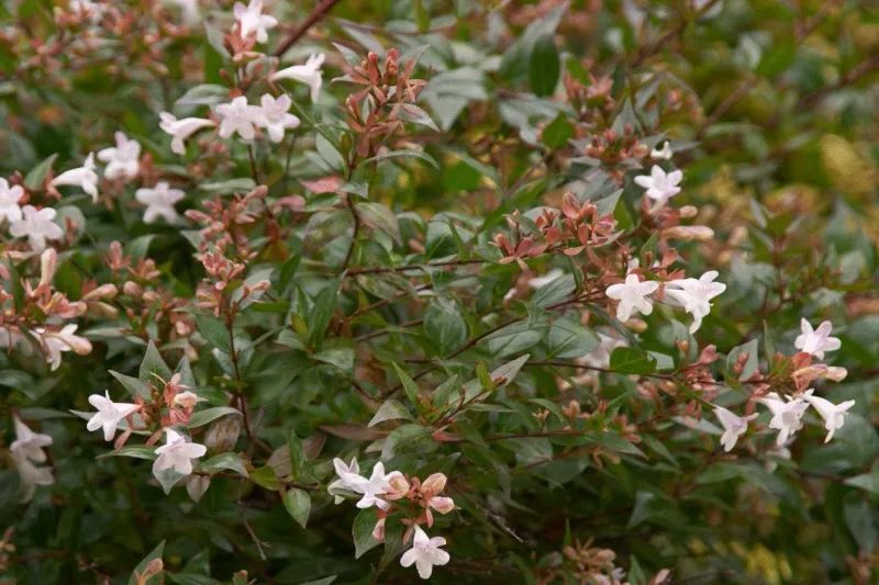Abelia Grows Well With Little Maintenance