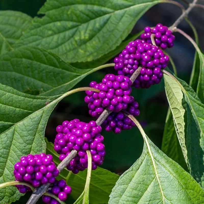 American Beautyberry Stands Out With Bright Purple Berries