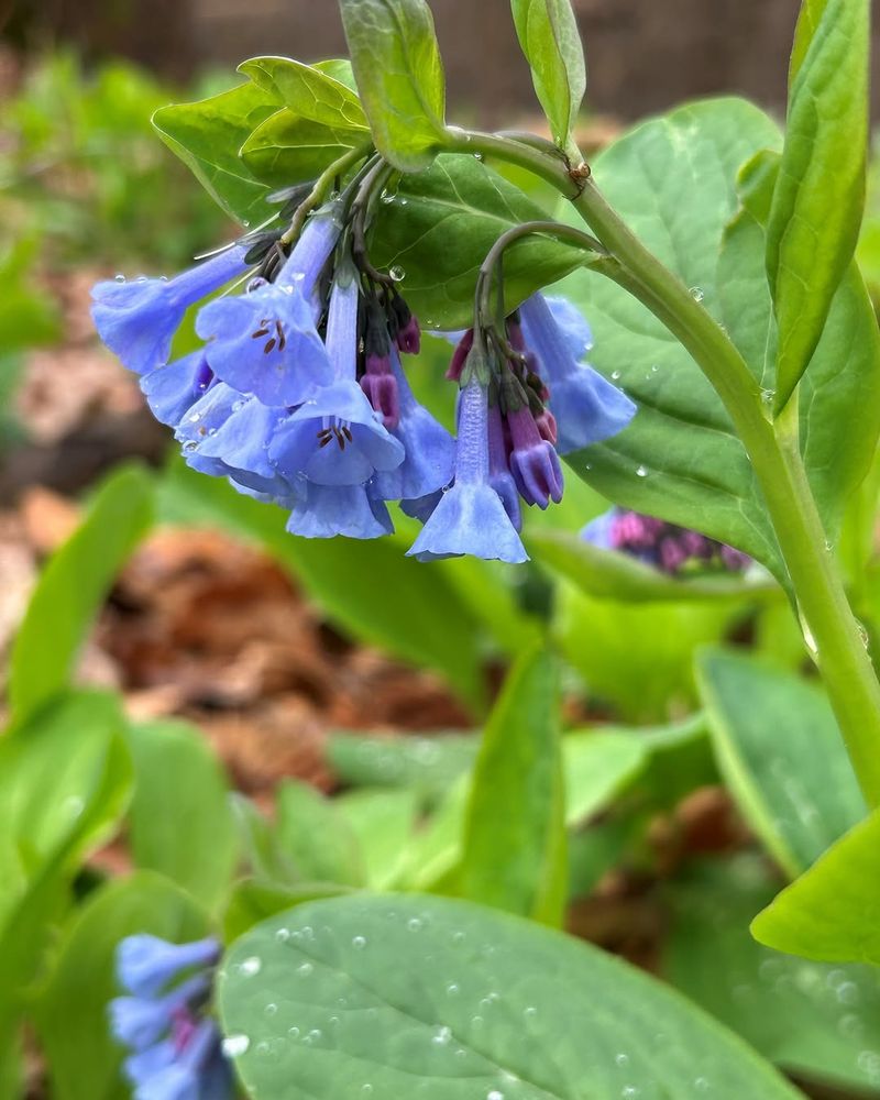 Virginia Bluebells Emerge Quickly In Cool Woodland Soil